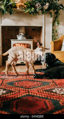 Ein schwarzer Hund und eine weiße Ziege liegen auf einem roten Teppich. Der Hund liegt auf der rechten Seite der Ziege, und die Ziege liegt auf der linken Seite von t Stockfoto