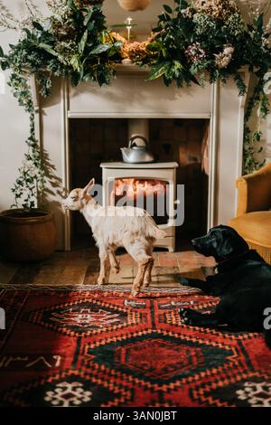 Ein schwarzer Hund und eine weiße Ziege sind im Wohnzimmer. Die Ziege steht neben einem Kamin, während der Hund auf einem Teppich liegt. Die Szene ist gemütlich und warm Stockfoto