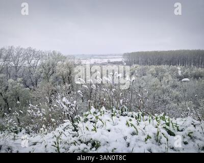 Ruhige, verschneite Landschaft mit schneebedeckten Bäumen und hohen Gräsern über einem bewölkten Himmel. In der Ferne ein dichter Wald und offene Felder, die an tr erinnern Stockfoto