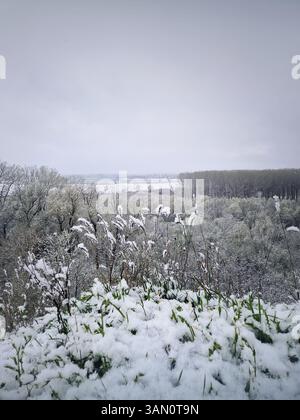 Ruhige, verschneite Landschaft mit schneebedeckten Bäumen und hohen Gräsern über einem bewölkten Himmel. In der Ferne ein dichter Wald und offene Felder, die an tr erinnern Stockfoto
