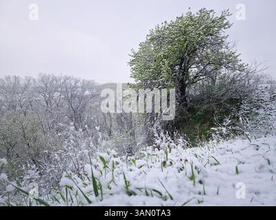 Schneebedeckte Frühlingslandschaft mit Bäumen und Gras, bedeckt mit frischem Schnee, Aster ein Schneesturm im April. Der bewölkte Himmel erzeugt eine ruhige und gedämpfte Atmosphäre Stockfoto