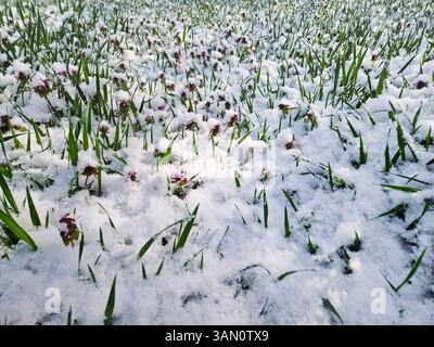 Schneebedeckte Frühlingswiese mit grünem Gras und zarten purpurroten toten Brennnesselblüten, die mit Schnee bedeckt sind. Schneeflocken fallen sanft über das Feld und vor das Feld Stockfoto