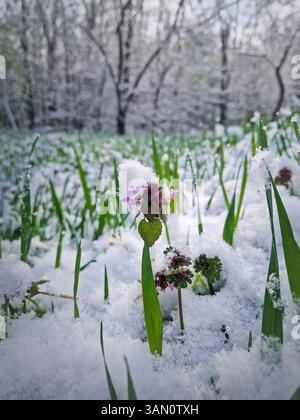 Schneebedeckte Frühlingswiese mit grünem Gras und zarten purpurroten toten Brennnesselblüten, die mit Schnee bedeckt sind. Schneeflocken fallen sanft über das Feld und vor das Feld Stockfoto