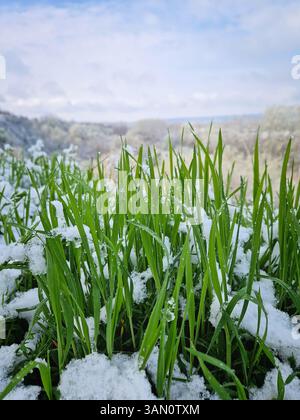 Leuchtend grüne Grashalme, die nach einem Schneefall Ende April teilweise mit Schnee bedeckt sind. Glitzernde Wassertröpfchen als Tautropfen auf üppigem Grün nach Eis Stockfoto