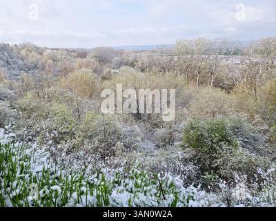 Malerische Frühlingslandschaft mit schneebedeckten Bäumen, die verschneite Zweige mit grünen Blättern vermischen. Schneesturm im April mit Blick über den Wald auf der Stockfoto
