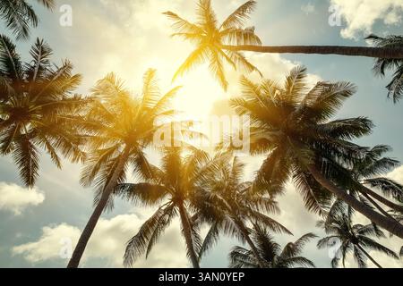 Tropische Kokospalmen im Hintergrund, perspektivische Aussicht. Blick von unten auf Palmen tropischen Wald bei Sonnenuntergang, tropische Natur Muster. Stockfoto