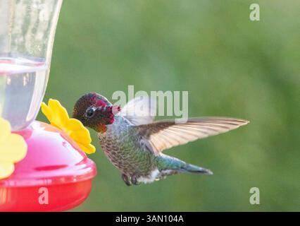Ein farbenfroher männlicher Kolibri, auch bekannt als Anna's Kolibri im Flug Stockfoto