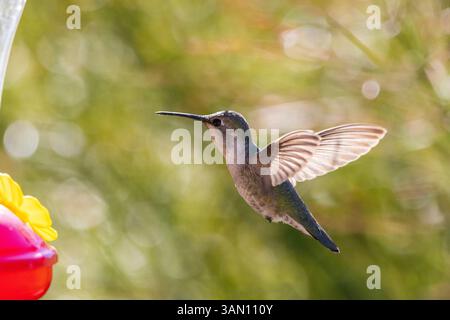 Nahaufnahme Kolibri im Flug mit farbenfrohem Hintergrund Stockfoto