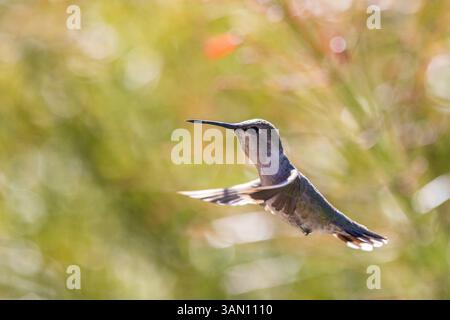 Nahaufnahme Kolibri im Flug mit farbenfrohem Hintergrund Stockfoto