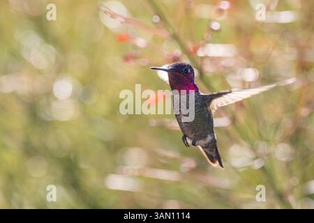 Ein farbenfroher männlicher Kolibri, auch bekannt als Anna's Kolibri im Flug Stockfoto