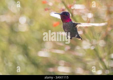 Ein farbenfroher männlicher Kolibri, auch bekannt als Anna's Kolibri im Flug Stockfoto