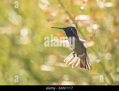 Ein farbenfroher männlicher Kolibri, auch bekannt als Anna's Kolibri im Flug Stockfoto
