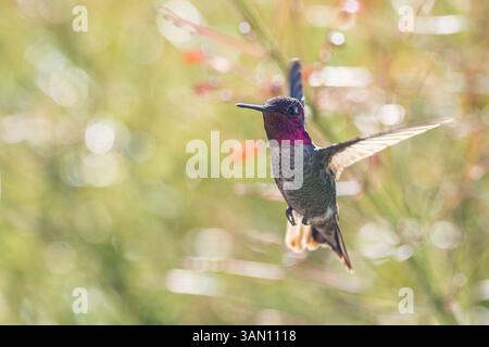 Ein farbenfroher männlicher Kolibri, auch bekannt als Anna's Kolibri im Flug Stockfoto