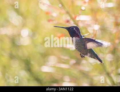 Ein farbenfroher männlicher Kolibri, auch bekannt als Anna's Kolibri im Flug Stockfoto