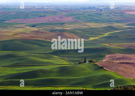 Die welligen Weizenfileds im Palouse Farming Area im US-Bundesstaat Washington Stockfoto