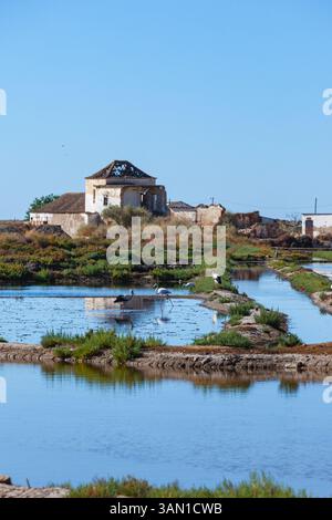Flamingos ruhen vor Ruinen in den Salzwiesen in der Nähe der malerischen Stadt Tavira an der Algarve im Süden Portugals. Stockfoto