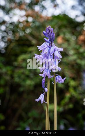 Englische Glockenblumen (Hyacinthoides non-scripta) in der Blüte in Surrey, Südosten Englands im Frühjahr Stockfoto