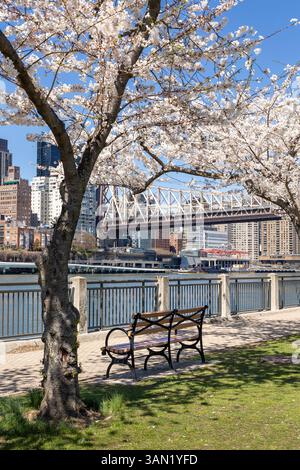 Die Kirschbäume blühen am Ufer von Roosevelt Island in voller Blüte und bieten einen malerischen Blick auf NYC. Bank entlang des Weges zum Entspannen Stockfoto