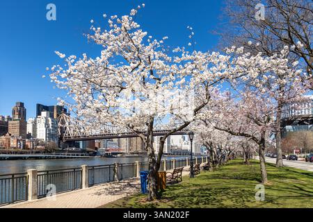 Die Kirschbäume blühen auf dem Uferweg auf Roosevelt Island in voller Blüte und schaffen an klaren Tagen eine malerische Landschaft vor der Skyline von New York City Stockfoto