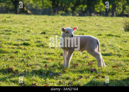 Süßes kleines Lamm auf einem Feld auf dem englischen Land bei Frühlingssonne Stockfoto