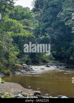 Ein friedlicher Fluss schlängelt sich durch einen dichten tropischen Regenwald, umgeben von lebendigem Grün und glatten Flusssteinen. Ein perfekter Zufluchtsort in Natu Stockfoto