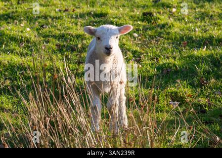 Süßes kleines Lamm auf einem Feld auf dem englischen Land bei Frühlingssonne Stockfoto