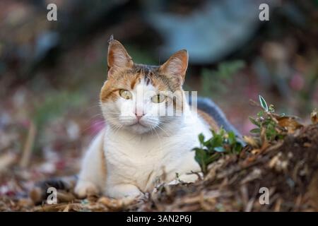 Calico-Katze, die im Freien zwischen Pflanzen und getrockneten Blättern sitzt, mit einem nachdenklichen Ausdruck in einer natürlichen Umgebung. Stockfoto