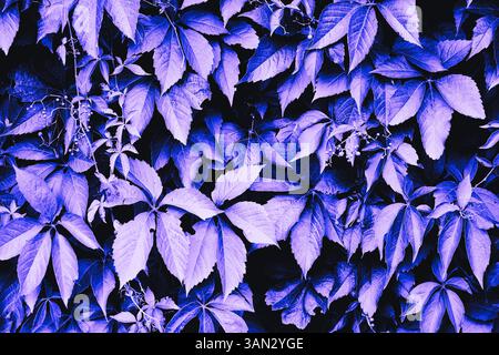 Parthenocissus vitacea Dickicht Kriechpflanze lässt Nahaufnahme Muster Wand Hintergrund Neon Amethyst lila Farbe Stockfoto