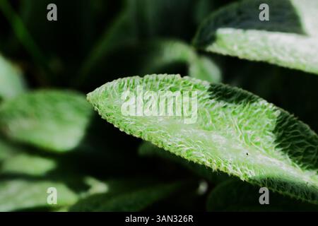 Stachys byzantina, Lammohr Pflanzenblatt Makroaufnahme. Weiches und flauschiges silbergrünes Blatt an sonnigem Tag. Stockfoto