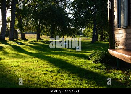 Calvatia Riesenpilze wachsen im Hinterhof in der Landschaft bei Sonnenuntergang Stockfoto