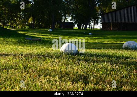 Calvatia Riesenpilze wachsen im Hinterhof in der Landschaft bei Sonnenuntergang Stockfoto