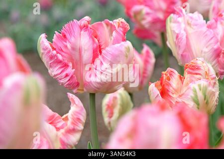 Cremefarbene, rosafarbene und grüne Rüschenpapageien Tulpe, Tulipa „Aprikosen-Papagei“ in Blüte. Stockfoto