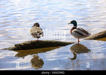 Ein paar Stockenten ruhen auf dem Baumstamm im Wasser. Männliche und weibliche Wildenten auf einem See Stockfoto