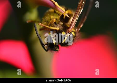 Die Wespe hängt an einem Rosenspitze-Makros Stockfoto