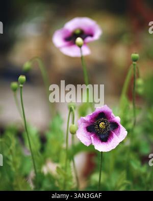 Großaufnahme Lila Mohnblume In Blüte Im Frühling, Stockfoto