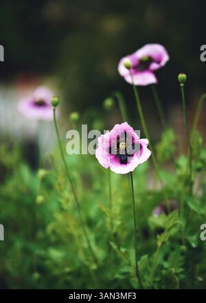 Großaufnahme Lila Mohnblume In Blüte Im Frühling, Stockfoto
