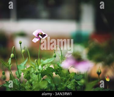 Großaufnahme Lila Mohnblume In Blüte Im Frühling, Stockfoto