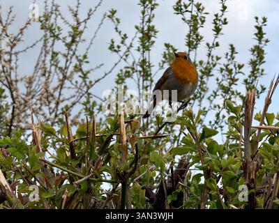 Seaton Wetlands, Seaton, Devon: Robins in der Hecke Stockfoto