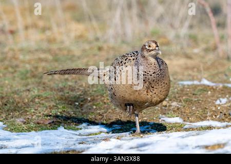 Ringneck Fasan, Phasianus colchicus Nahaufnahme. Ein Vogel steht mit erhobenem Fuß im Schnee, in der Wildnis, im Winter. Stockfoto