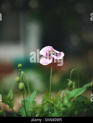 Großaufnahme Lila Mohnblume In Blüte Im Frühling, Stockfoto