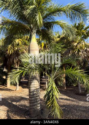 Buccaneer Palme, lateinischer Name, Pseudophoenix vinifera Stockfoto