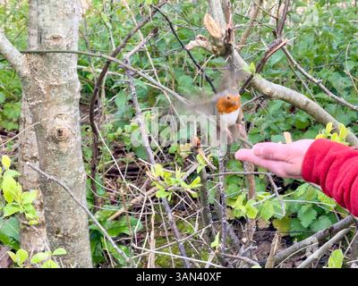 Seaton Wetlands, Seaton, Devon: Robin füttern an einer Hand Stockfoto