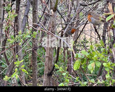 Seaton Wetlands, Seaton, Devon: Robins in der Hecke Stockfoto