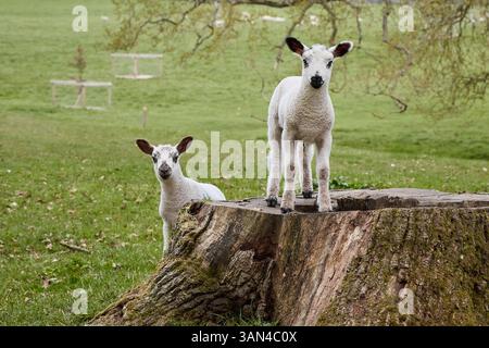 Zwei neugierige junge Lämmer auf einer Graswiese, die den Betrachter anschauen. Stockfoto