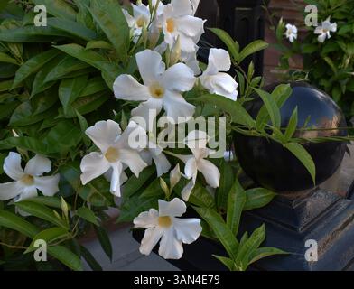Blühende Blüten und weiche grüne Blätter in detailliertem Makro Stockfoto