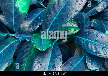 Warmes Herbstmotiv mit Blattnaht Stockfoto