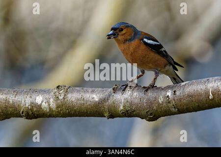 Ein eurasischer Buchhalm saß leise auf einem Baumzweig, seine Federn ruckten sanft im Wind. Stockfoto