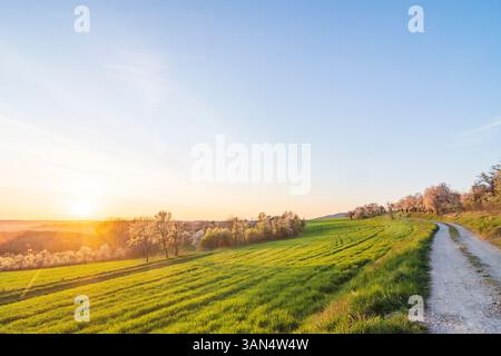 Wiesenthau: Kirschblüte, Kirschbäume am Berg Ehrenbürg (Walberla) in Oberfranken, Oberfranken, Bayern, Deutschland Stockfoto