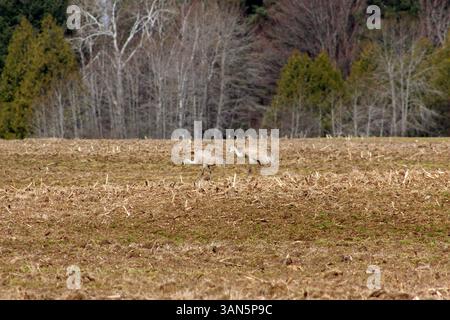 Zwei Sandhill Cranes in einem Maisfeld Stockfoto