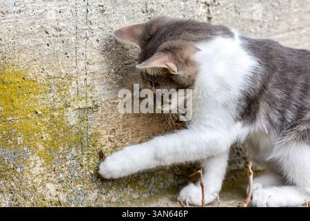 Eine kleine Katze mit Interesse untersucht einen Feuerwahn (Pyrrhocoris apterus) an einer Betonwand. Stockfoto